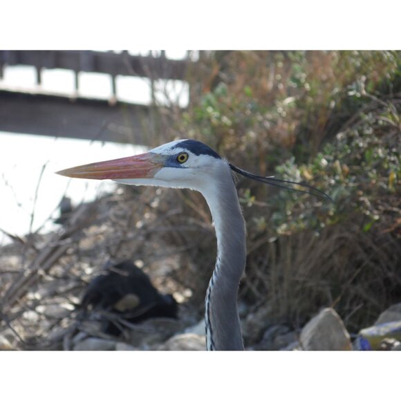 Samsung WB100 Digital Camera 16.2MP 26x Optical Zoom HD Video 32GB SD Card - Picture 5 of 12